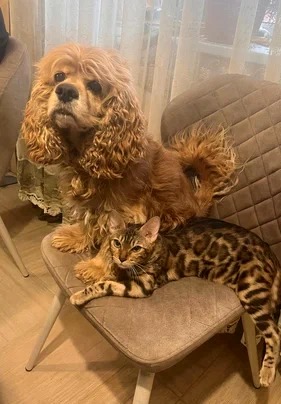 бенгальские кошки описание