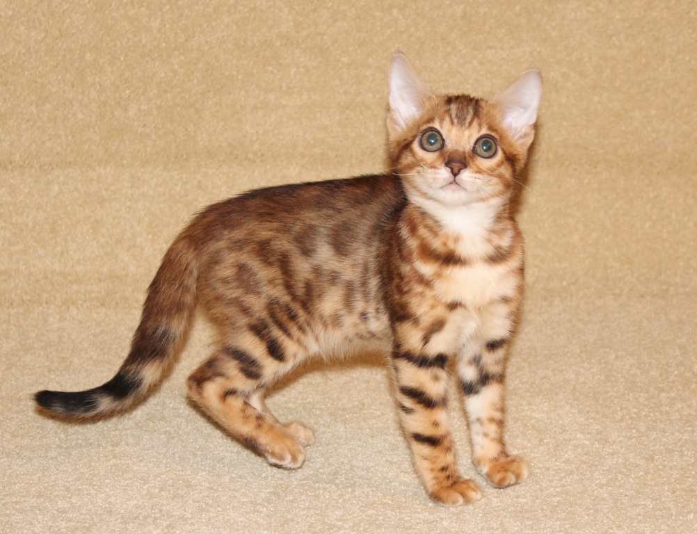 бенгальский котенок
