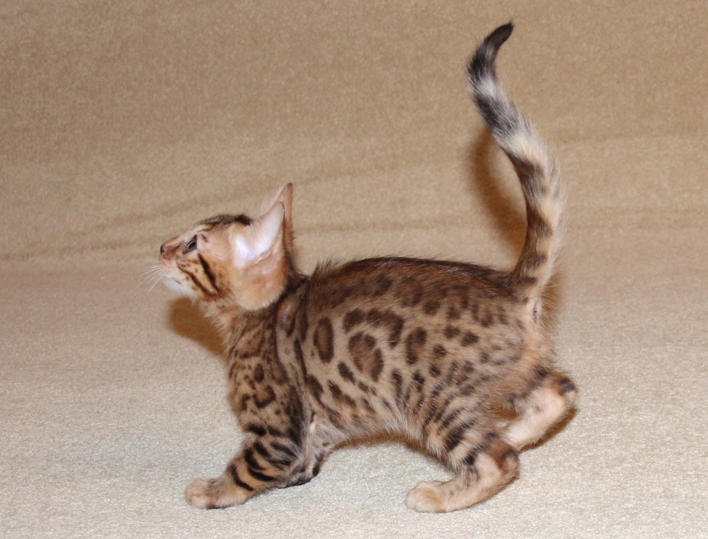 бенгальский котенок бенгальские котята